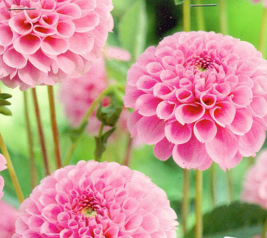 DAHLIA POM.STOLZE VON BERLIN