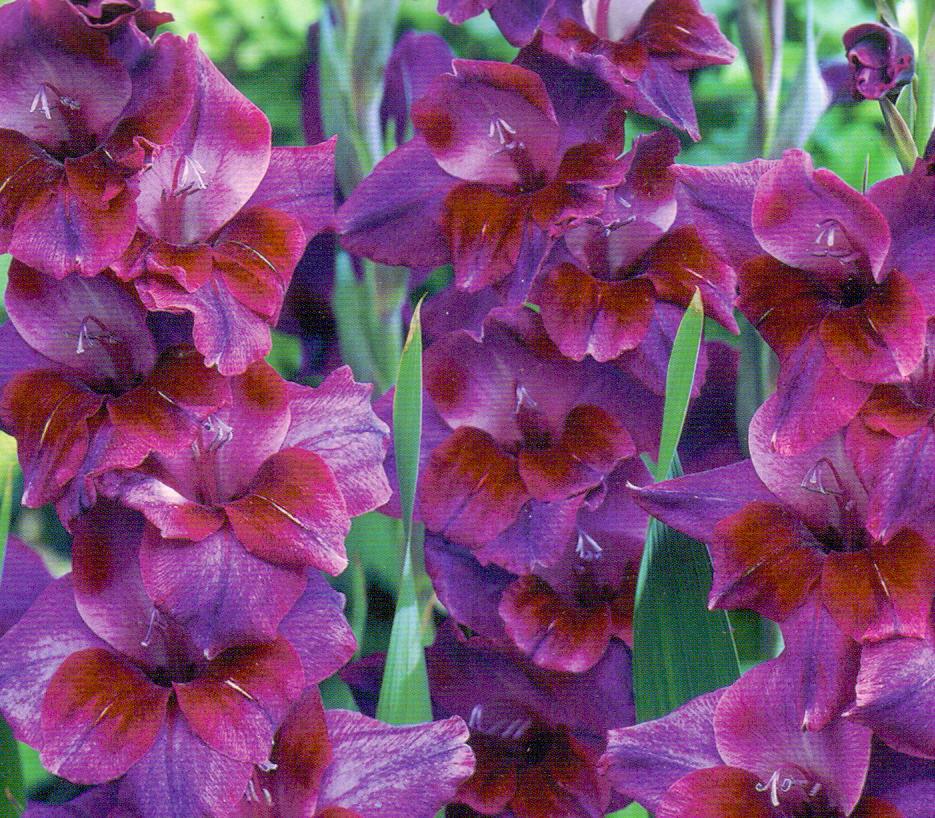 GLADIOLUS VELVET EYES