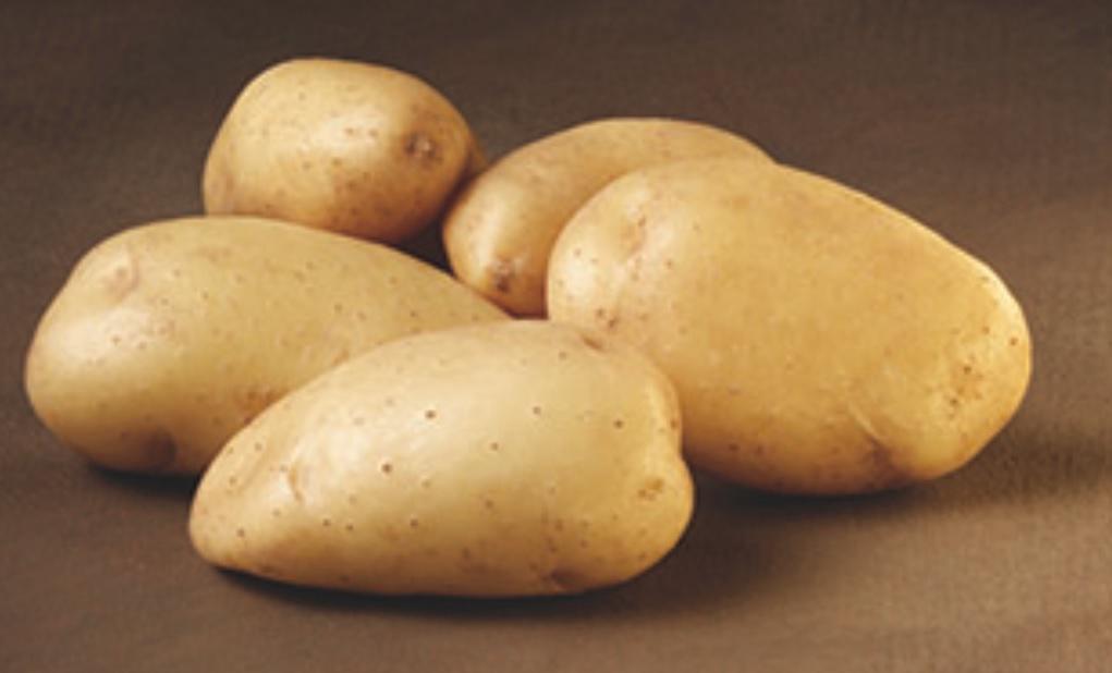 Bintje 1,5 kg