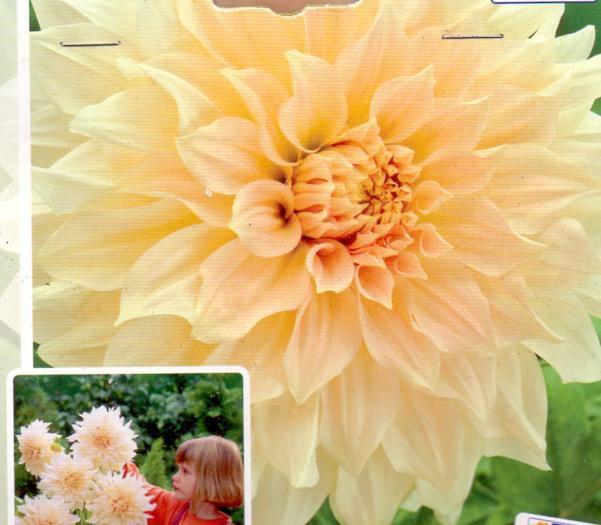 DAHLIA DEC.CAFE AU LAIT