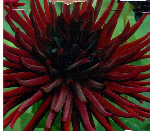 DAHLIA CAC.NUIT D'ETE