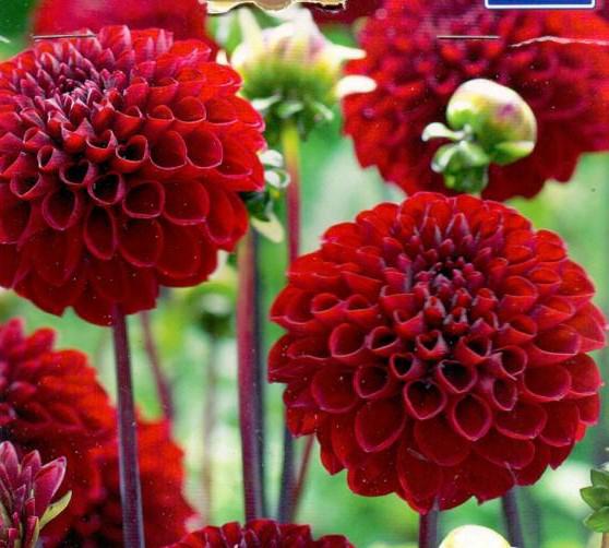 DAHLIA POM.VIKING