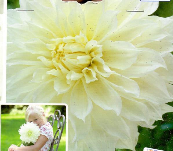 DAHLIA FLEUREL