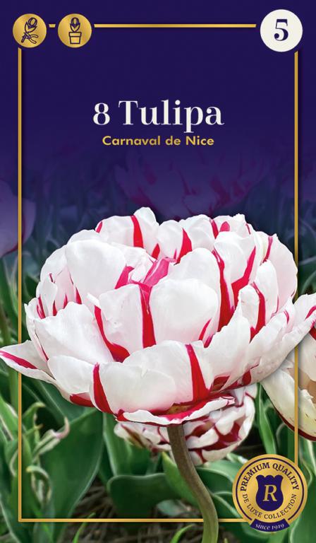 TULIPA CARNAVAL DE NICE