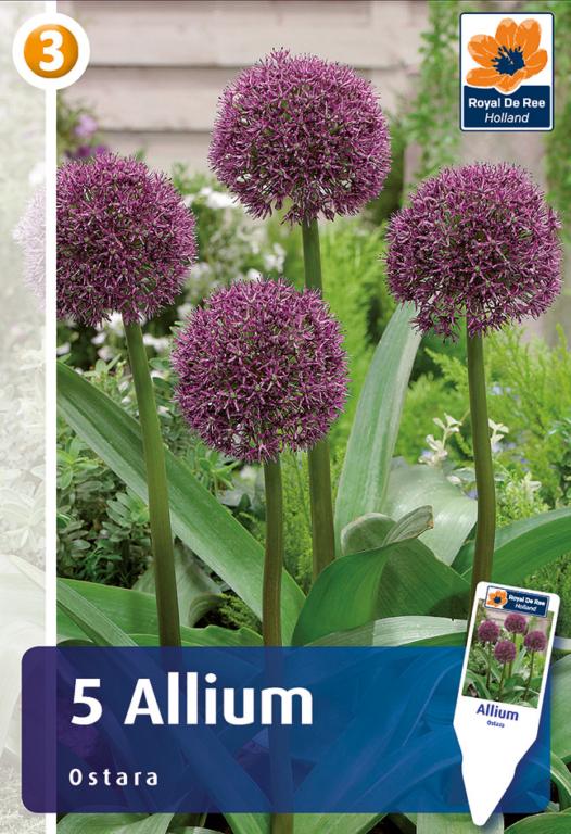 ALLIUM OSTARA