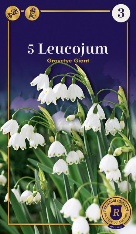 LEUCOJUM GRAVETY GIANT