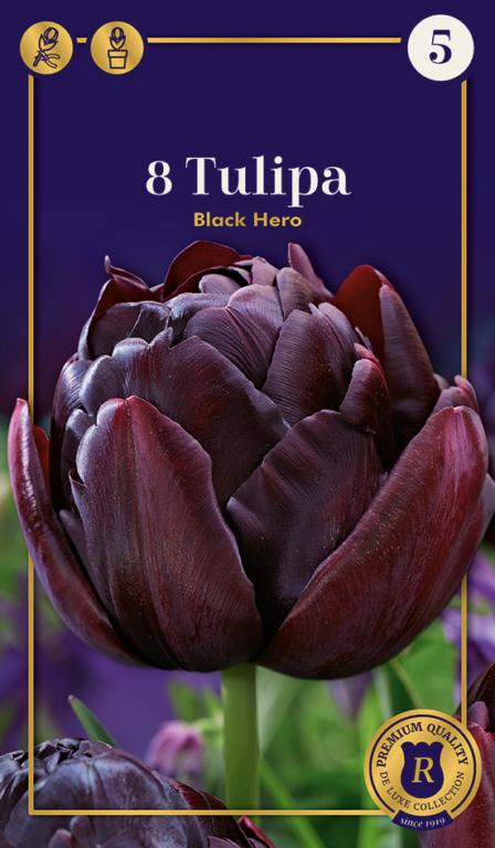 TULIPA BLACK HERO