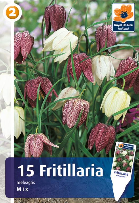 FRITILLARIA MELEAGRIS MIX