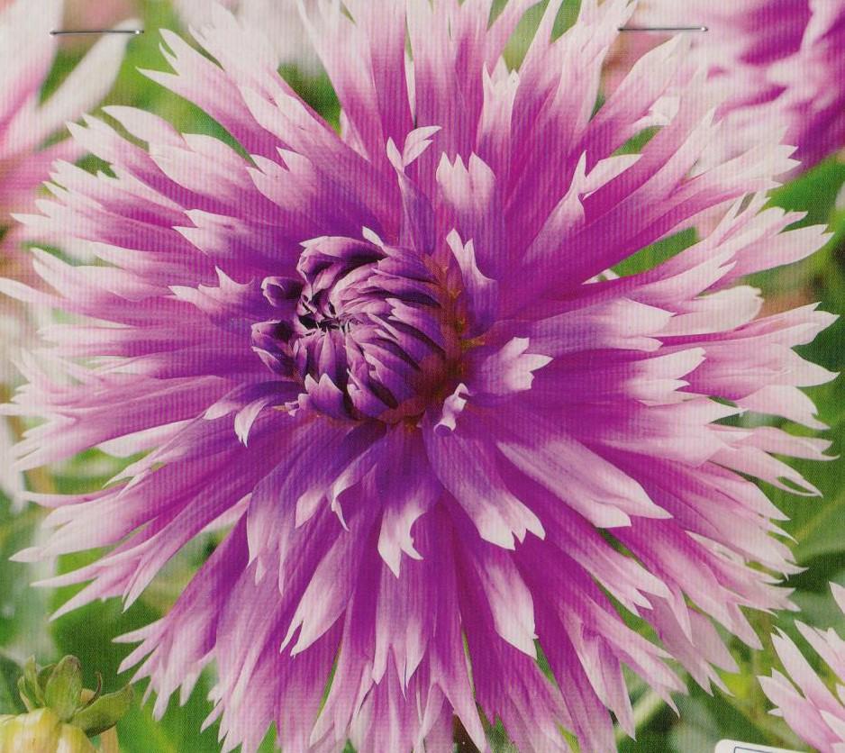 DAHLIA Table Dancer