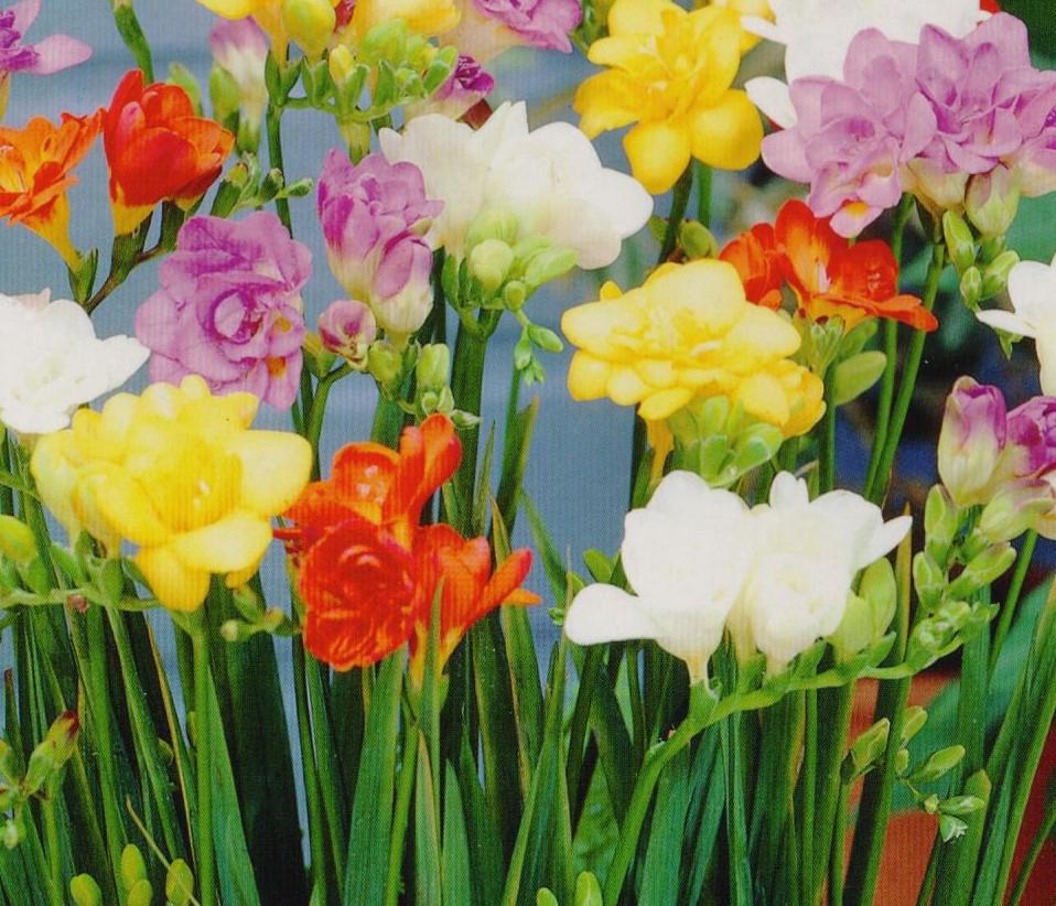 FREESIA DOUBLE MIX