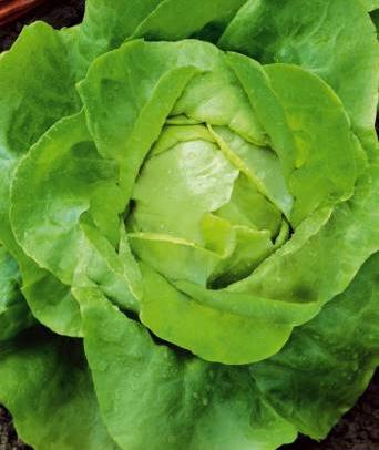 Salat, Hoved-
