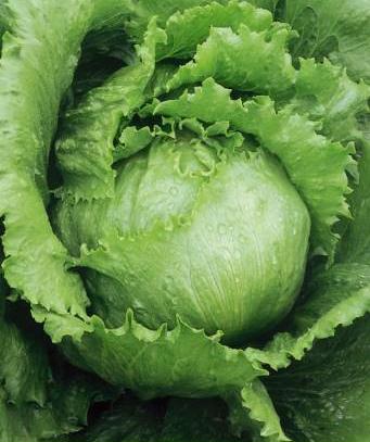 Salat, Iceberg