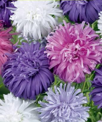 Asters, Sommer- Pompon