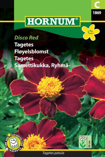 Tagetes, Disco Red