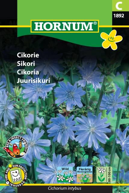 Cikorie