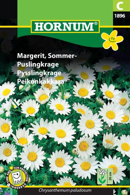 Margerit, Sommer-,