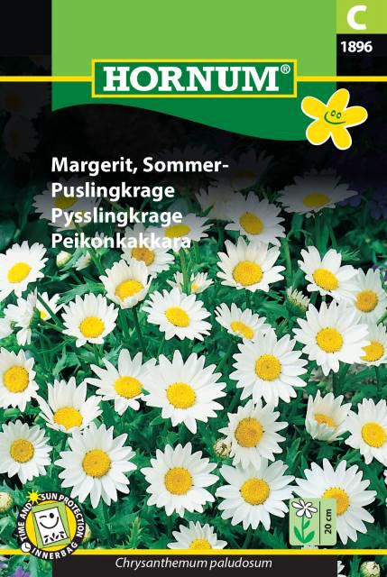 Margerit, Sommer-