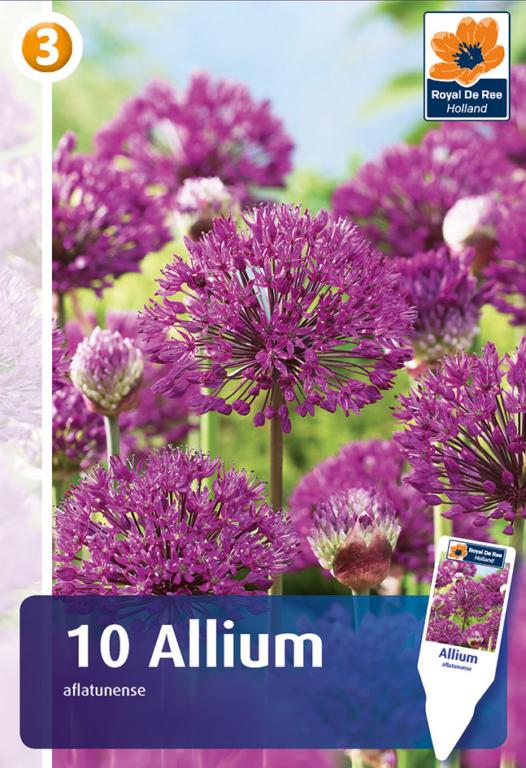 ALLIUM AFLATUNENSE