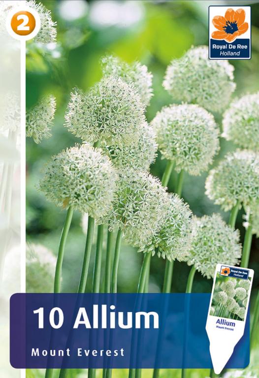 ALLIUM MOUNT EVEREST