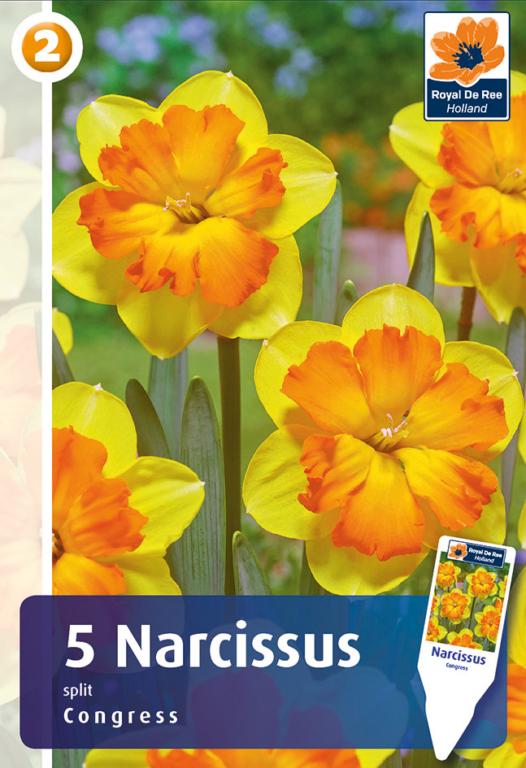 NARCISSUS CONGRESS
