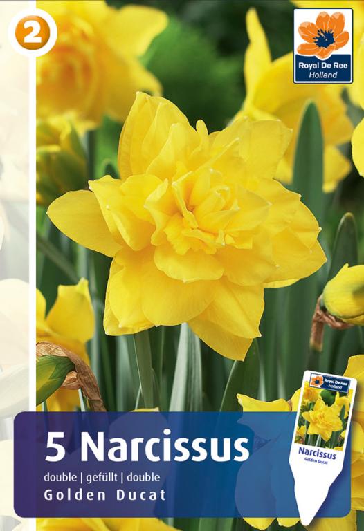 NARCISSUS GOLDEN DUCAT