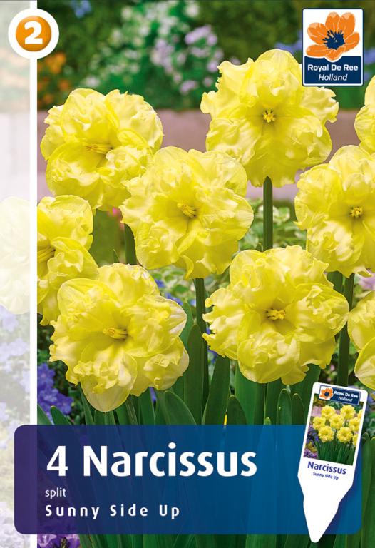 NARCISSUS SUNNYSIDE UP