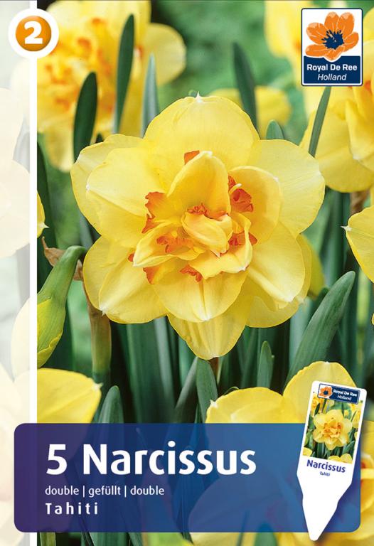 NARCISSUS TAHITI