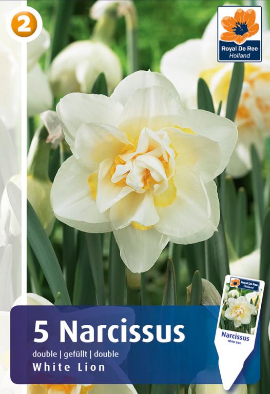 NARCISSUS WHITE LION